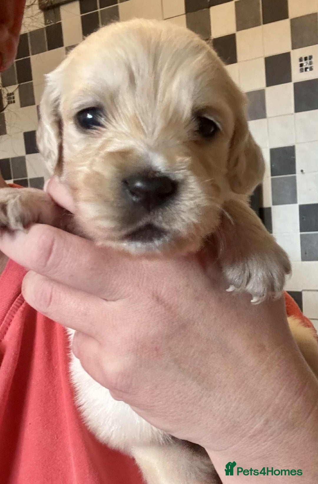 Golden Retriever dogs for sale: Amazing KC golden retriever puppies - Image 7