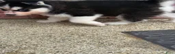 Siberian Husky dogs for sale: Puppies ready to go in London - Advert 10