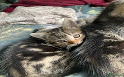 Mixed Breed cats for sale: 3 lovely natured, characterful tabby’s  - Image 7