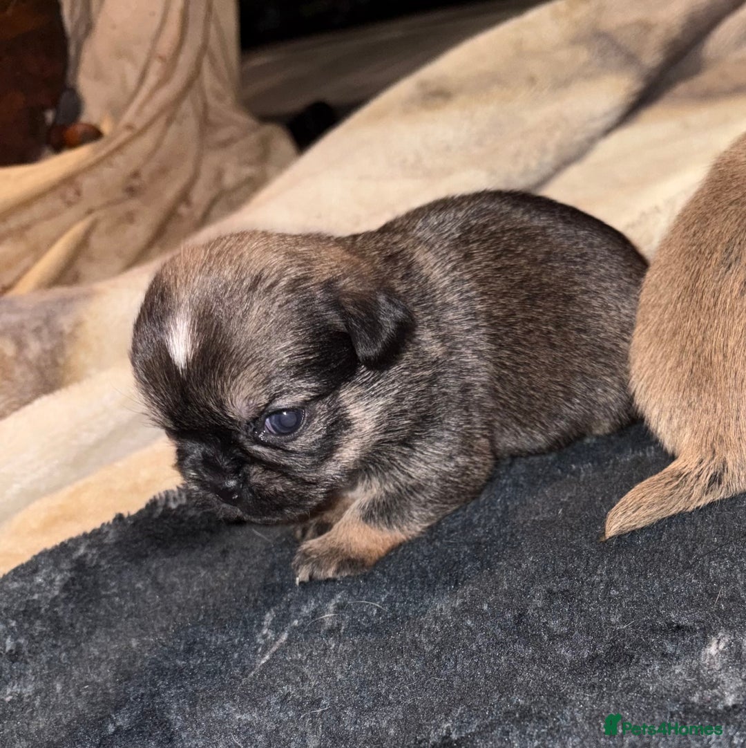 Griffon Bruxellois dogs for sale: Brussels griffons  - Advert 27