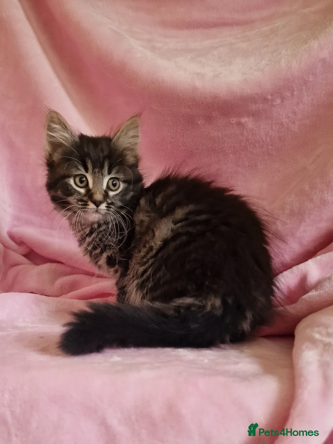 Mixed Breed cats for sale: Cute kittens  - Advert 7