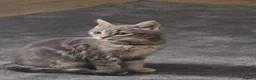 American Shorthair cats for sale: Playful Female Kitten Ready For New Home in Hitchin - Advert 2