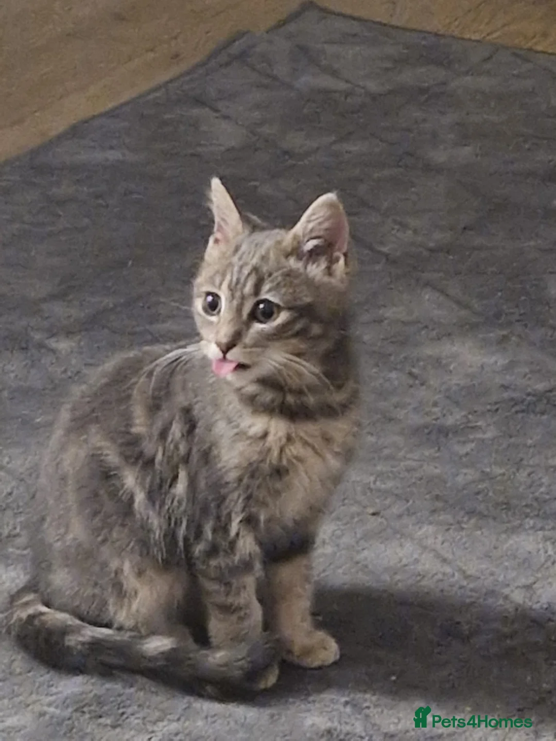 American Shorthair cats for sale: Playful Female Kitten Ready For New Home in Hitchin - Advert 2