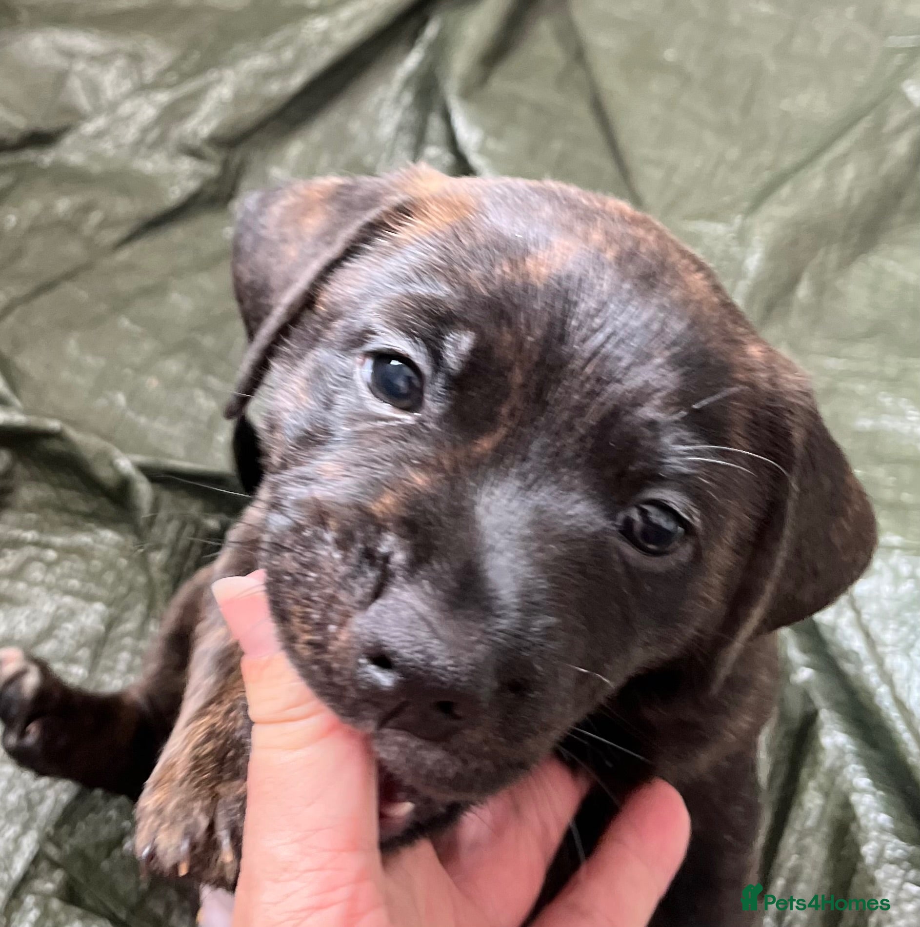 Mixed Breed dogs Staffordshire Sausage Puppies - Advert 13
