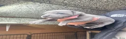 Staffordshire Bull Terrier dogs for sale: Staffordshire bull  - Advert 5