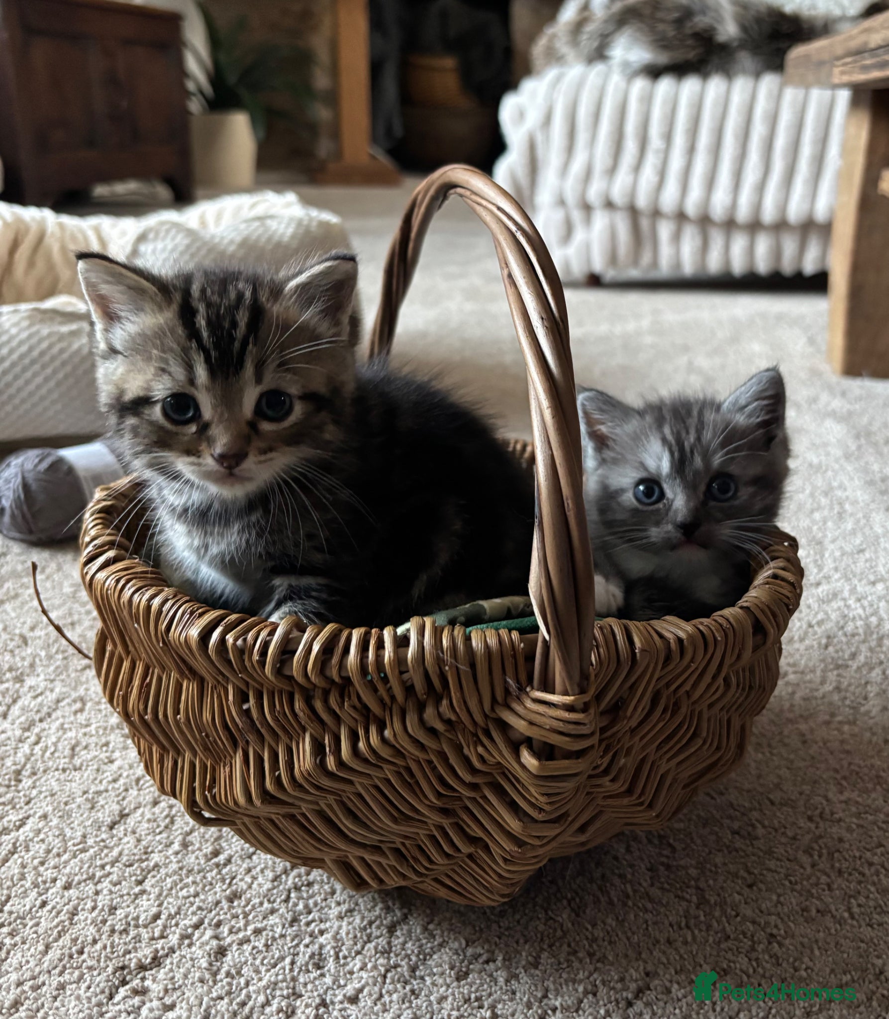 Ragdoll cats for sale: Gorgeous kittens!! - Advert 12