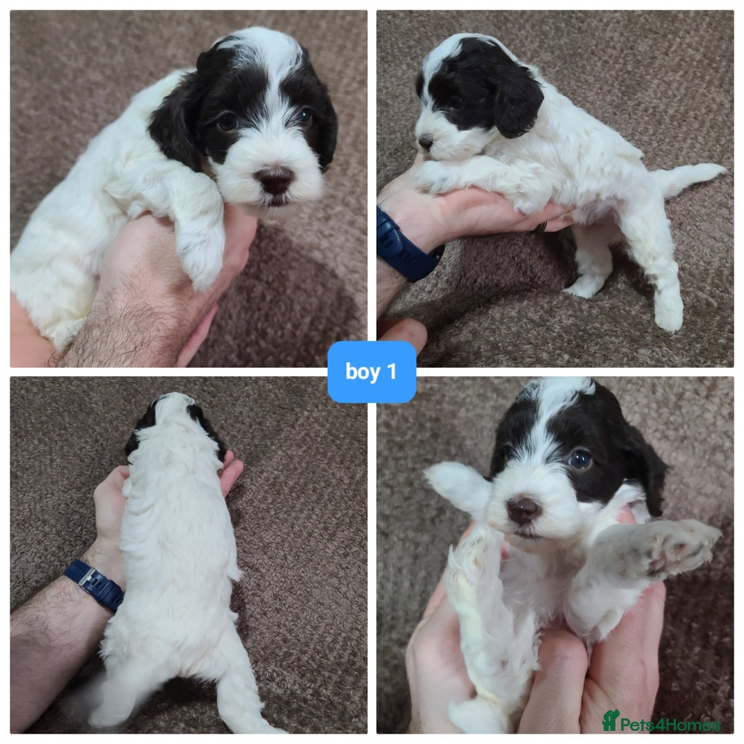 Cavapoo dogs for sale: F1b Cavapoos. Chocolate Parti. HEALTH TESTED - Advert 9