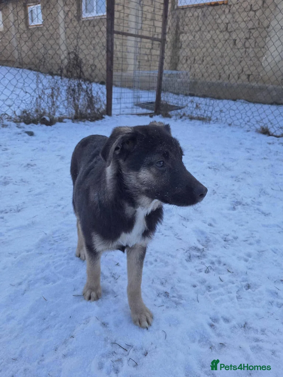 Mixed Breed dogs for adoption: Roquefort for adoption - Advert 7