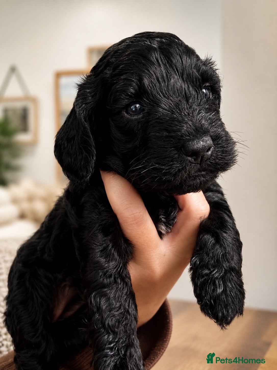 Cockapoo dogs ⭐ ONLY 1 BEAUTIFUL GIRL REMAINING -F1 Cockapoo - Advert 1