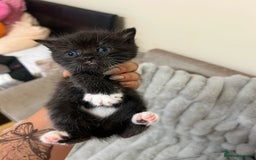 British Shorthair cats for sale: BRITISH SHORT HAIR FOR SALE !! - Image 8