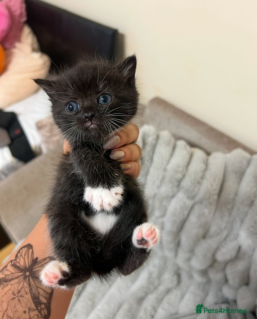 British Shorthair cats for sale: BRITISH SHORT HAIR FOR SALE !! - Image 8