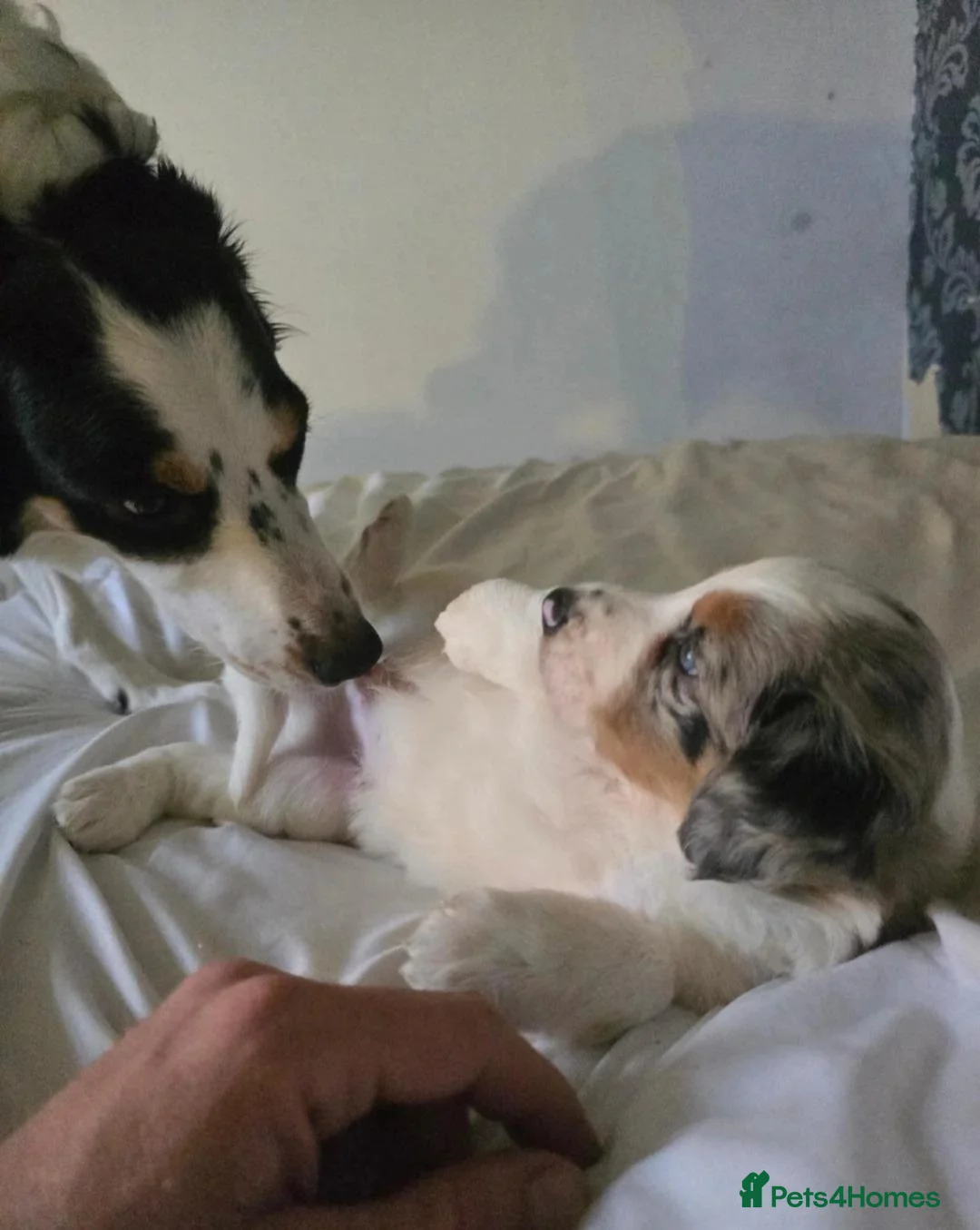 Border Collie dogs for sale: Beautiful Border Collie Puppies with Bright Future - Advert 6