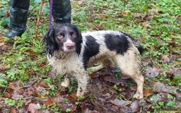 English Springer Spaniel dogs for sale: KC Registered English Springer Spaniels  - Image 12