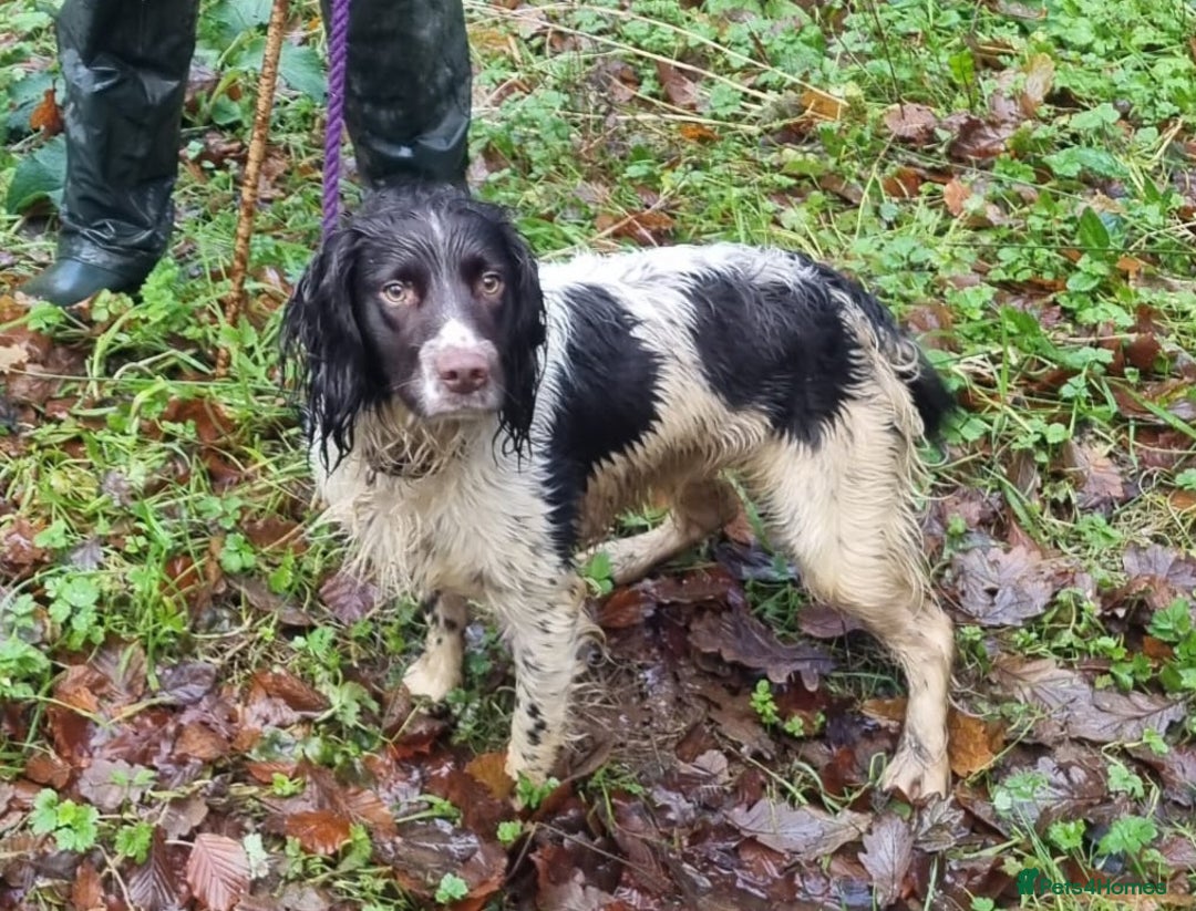English Springer Spaniel dogs for sale: KC Registered English Springer Spaniels  - Image 12