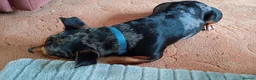 Jackshund dogs for sale: Rocco the Jackshund - Advert 3