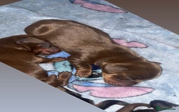 Dachshund dogs for sale: Exceptional Litter Puppies Boys & Girls Available - Image 4