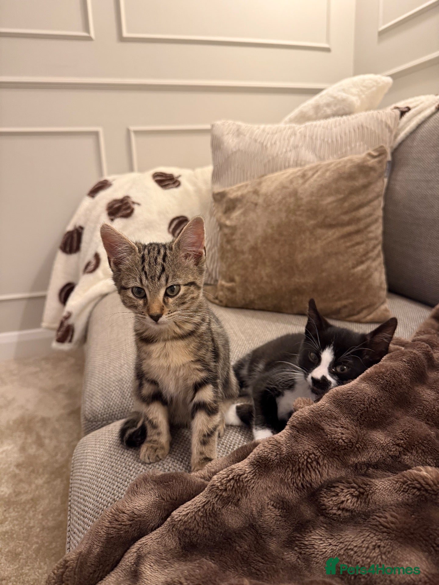 Mixed Breed cats x2 12 week old kittens (MUST GO TOGETHER) - Advert 1
