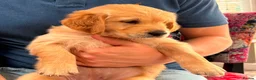 Golden Retriever dogs for sale: Golden Retriever puppy for adoption  - Advert 7