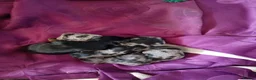 Mixed Breed dogs for sale: Three biewer yorkies  merles and a black and tan  - Advert 15