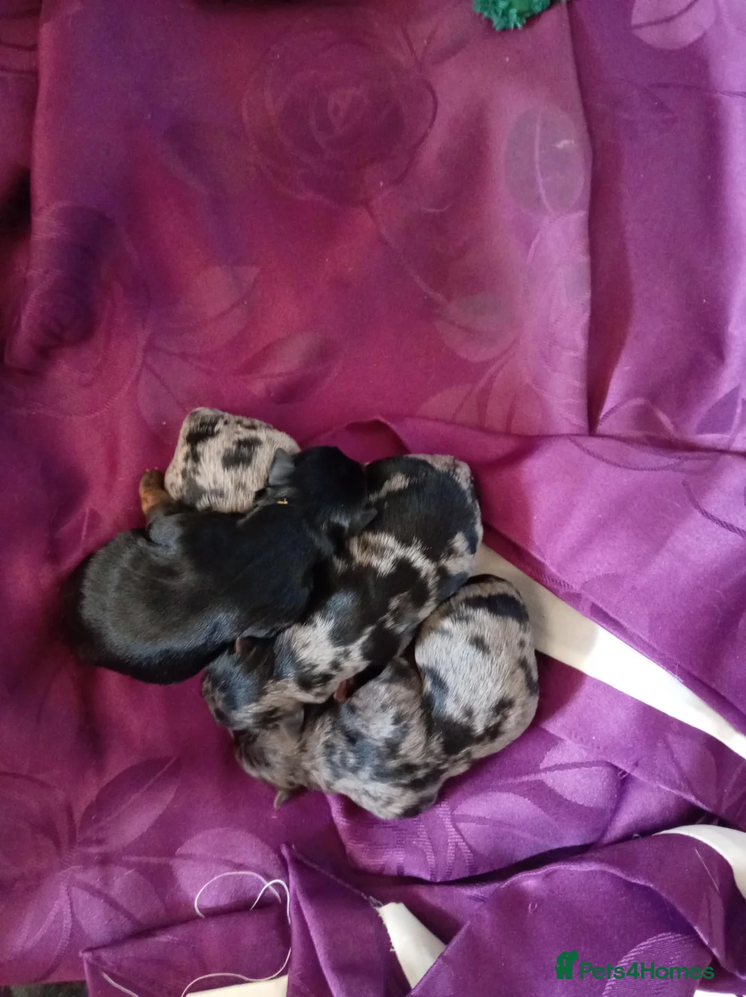Mixed Breed dogs for sale: Three biewer yorkies  merles and a black and tan  - Advert 15
