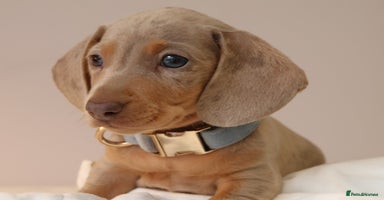Miniature Dachshund dogs - Advert 10