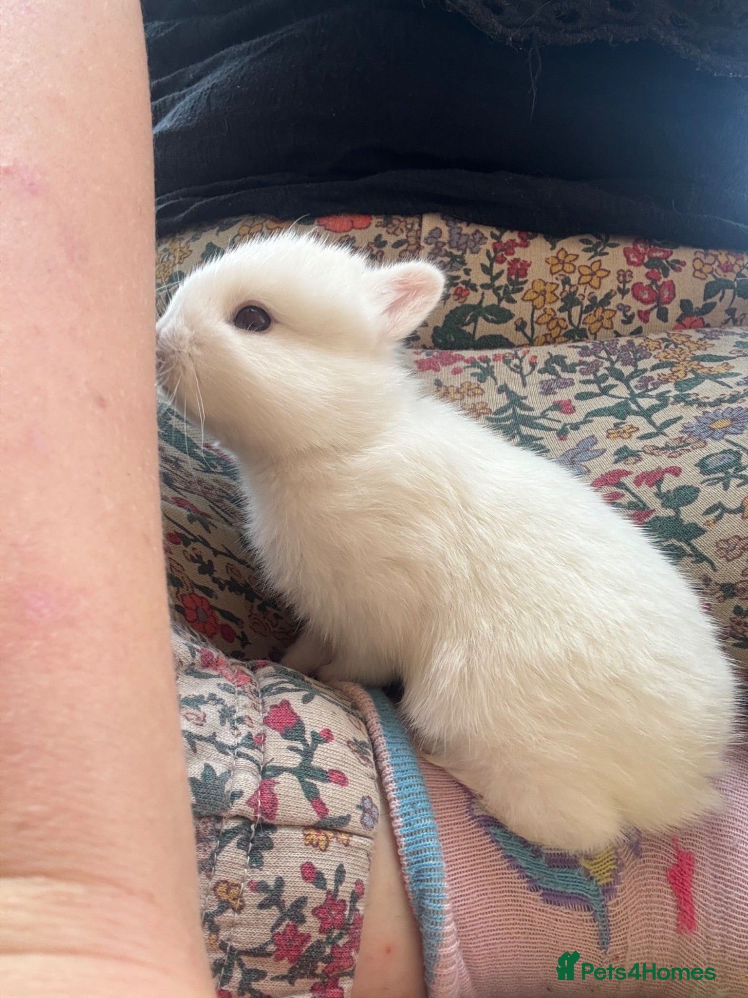 Netherland Dwarf rabbits White, Chocolate & Blue Netherland Dwarf Bunnies  - Advert 4