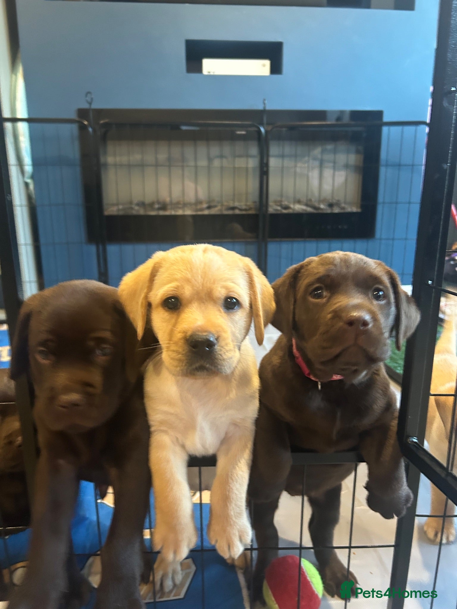 Labrador Retriever dogs Stunning Lab Puppies available to leave in 2 weeks - Advert 12