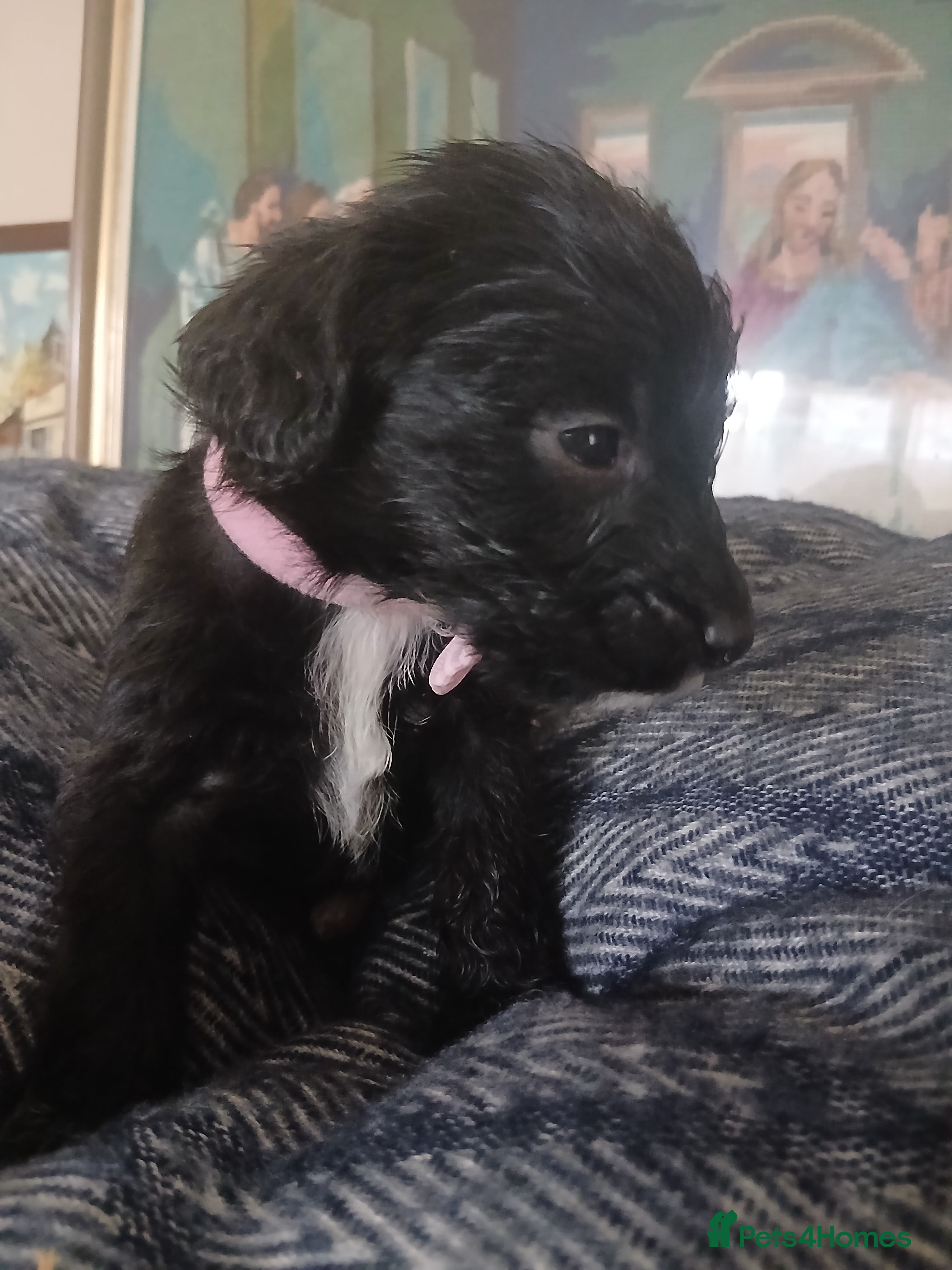 Mixed Breed dogs King Schnoodle Puppies ( Cavapoo/ Mini Schnauzer) - Advert 2
