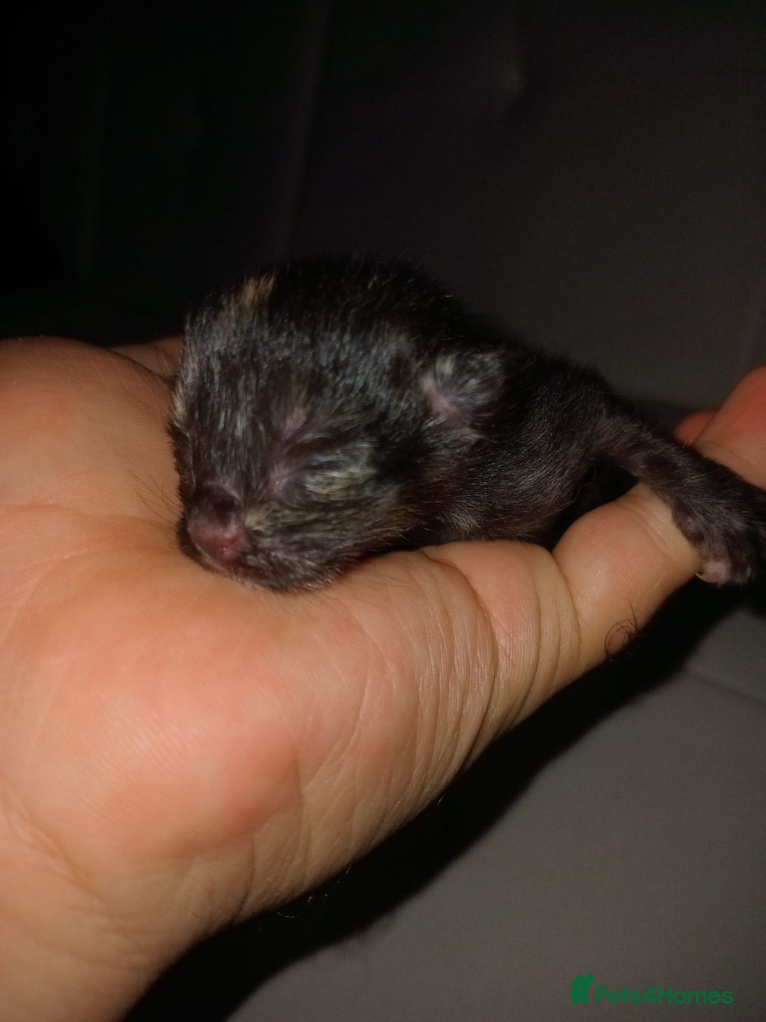 Bengal cats for sale: Bengal kittens for rehome - Image 13