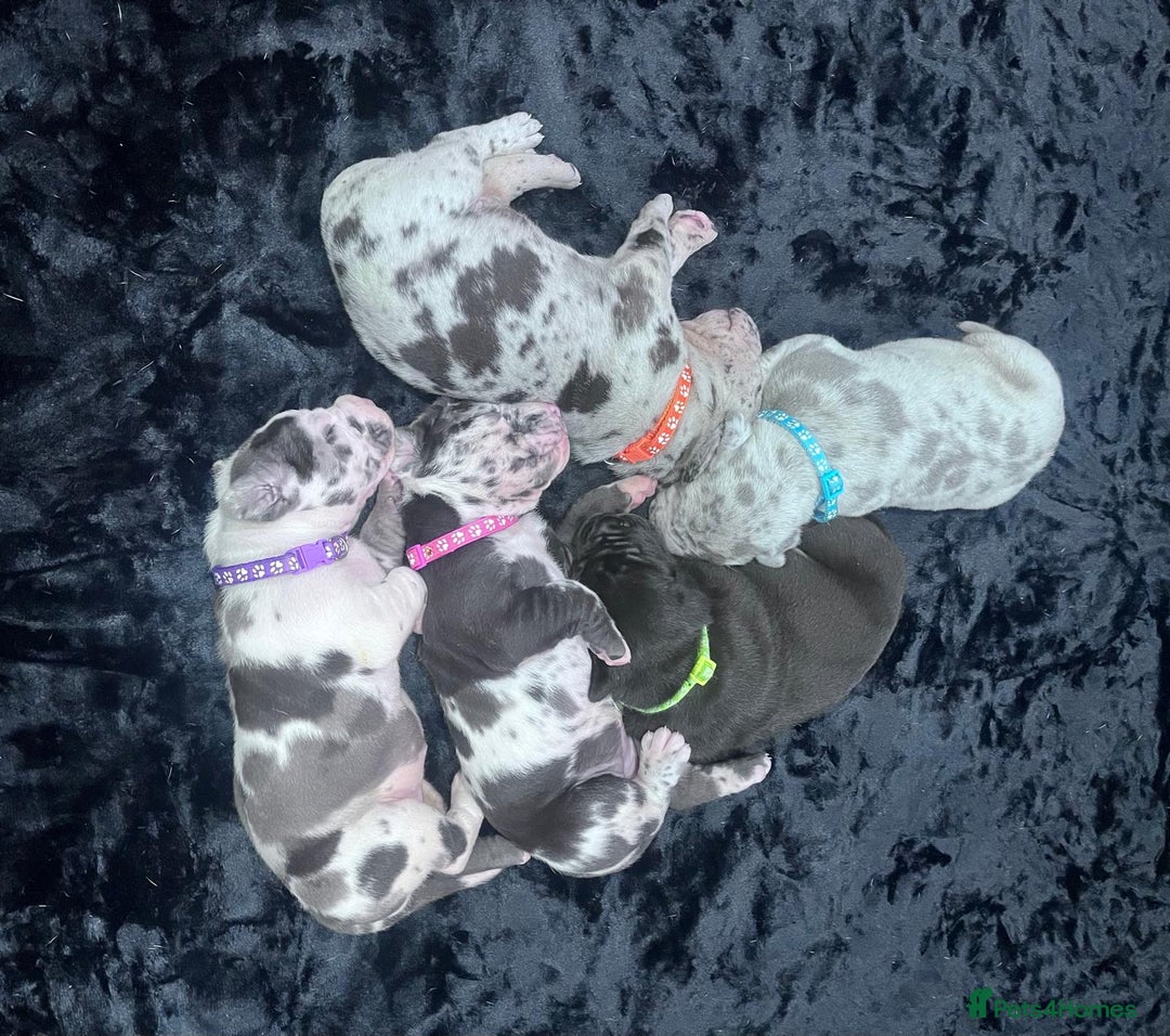 Great Dane dogs for sale: Stunning Great Dane puppies  - Advert 12