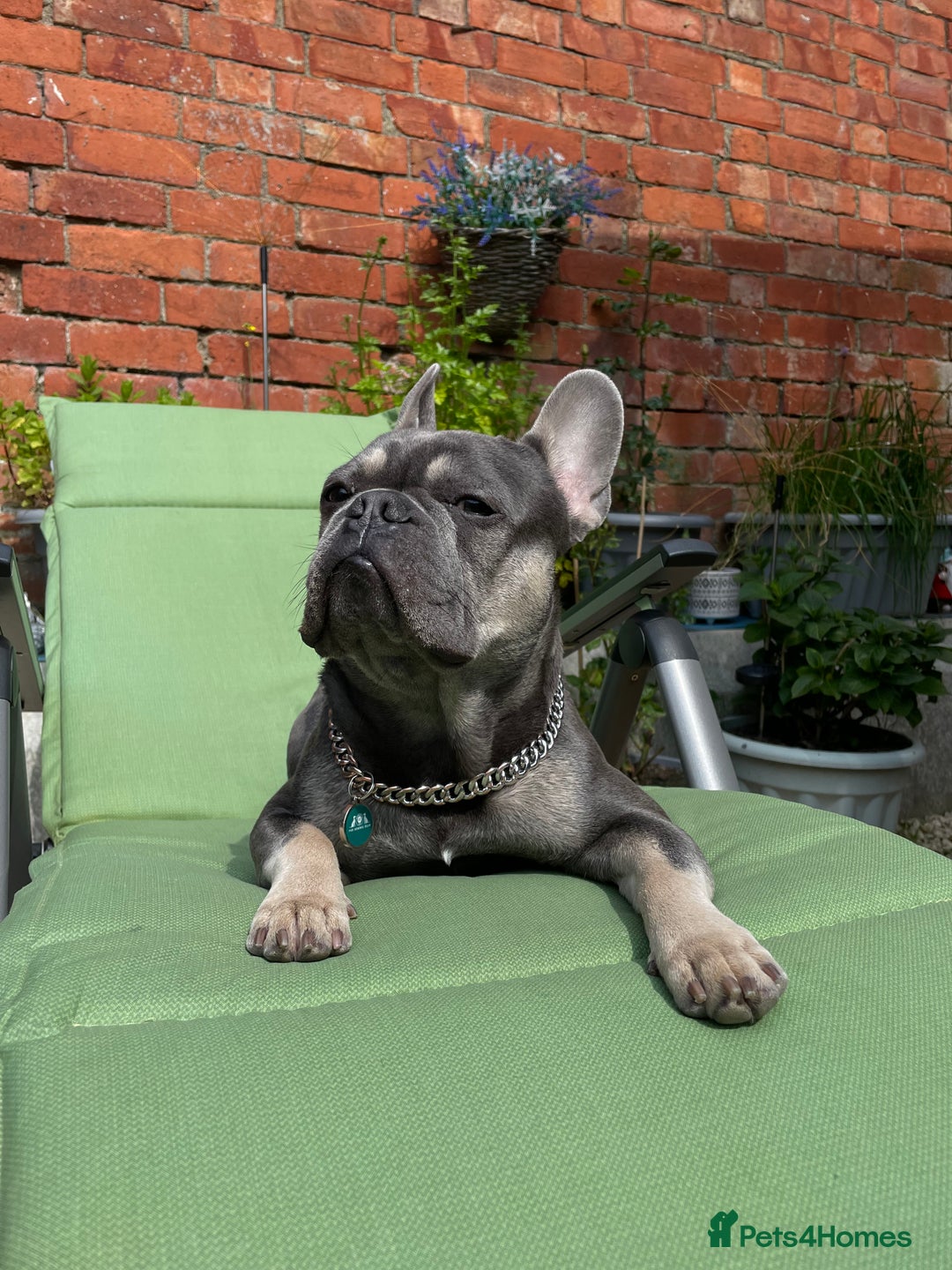 French Bulldog dogs for stud: Dog for stud - Image 8