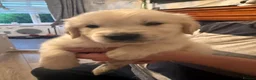 Golden Retriever dogs for sale: 8 beautiful golden retriever puppies - Advert 2