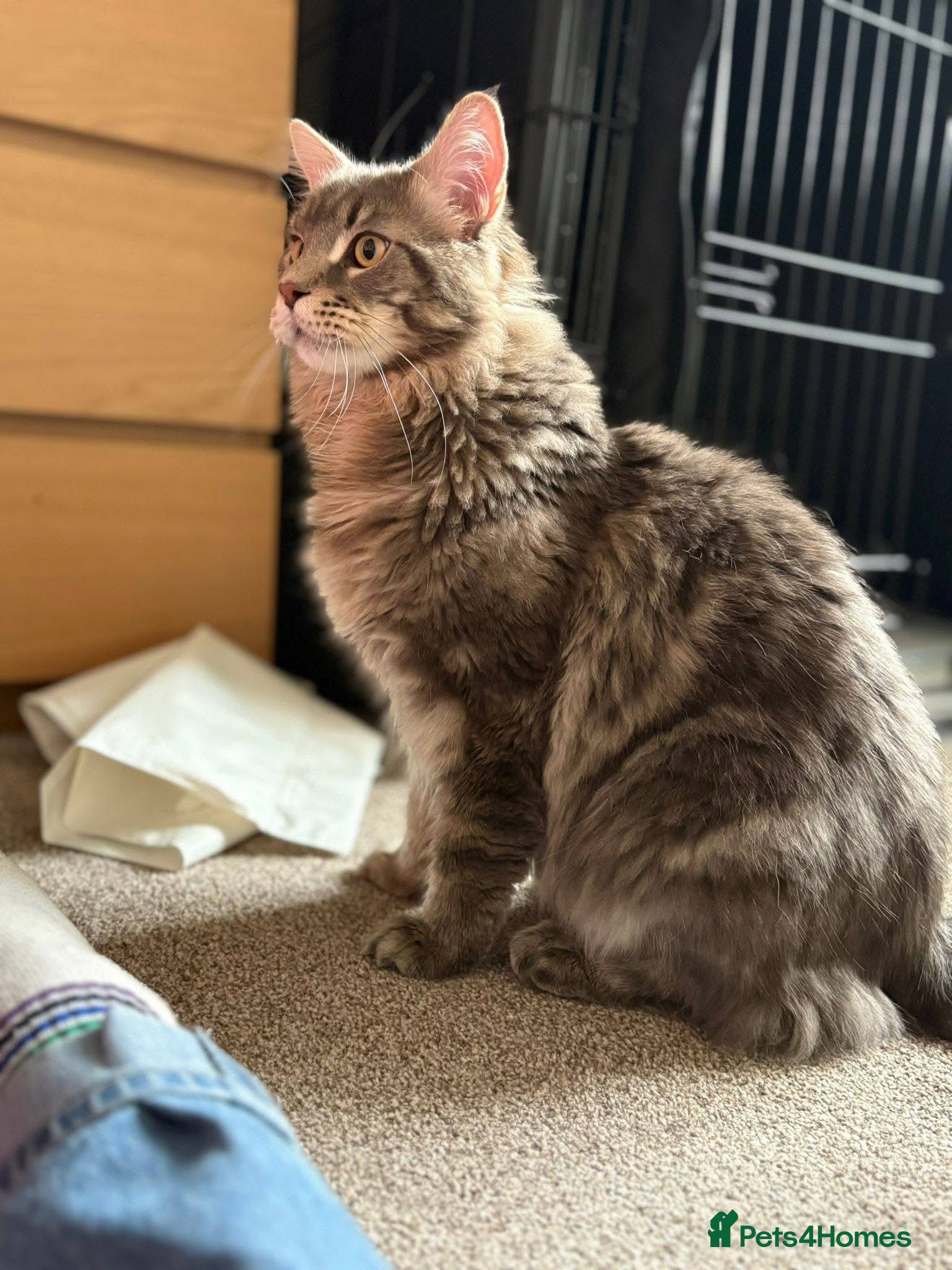 Maine Coon cats Proven XL Silver tabby Maine coon stud  - Advert 1
