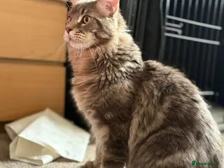 Maine Coon cats for stud: Proven XL Silver tabby Maine coon stud - Advert 1