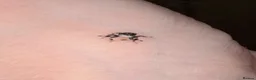 Spiders invertebrates for sale: Phidippus Regius Florida Everglades - Advert 16