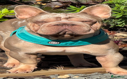 French Bulldog dogs for sale: Fluffy French bulldog and big rope French bulldog - Image 11