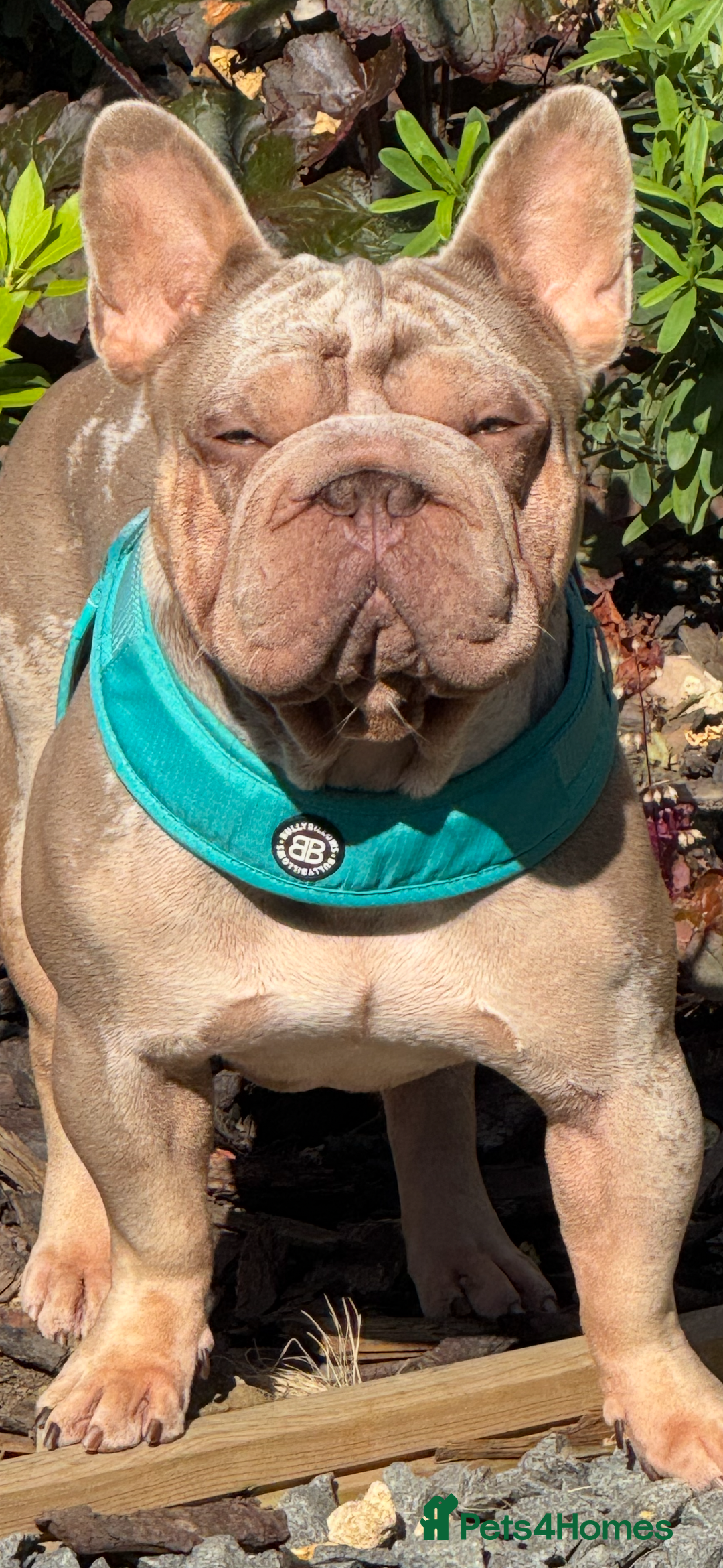 French Bulldog dogs for sale: Fluffy French bulldog and big rope French bulldog - Image 11
