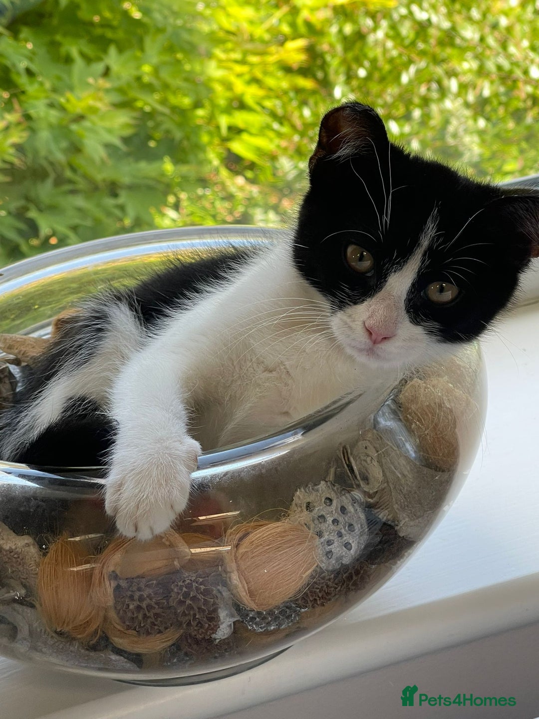 Mixed Breed cats for sale: Could you adopt Pea and Pod?  - Image 4