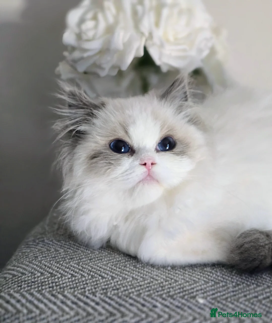 Ragdoll cats for sale: Stunning Pedigree Ragdoll Kittens ✨️Ready✨️ - Advert 2