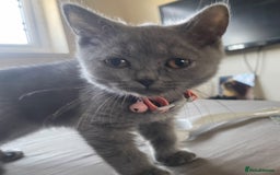 British Shorthair cats for sale: British shorthair kitten - Image 2