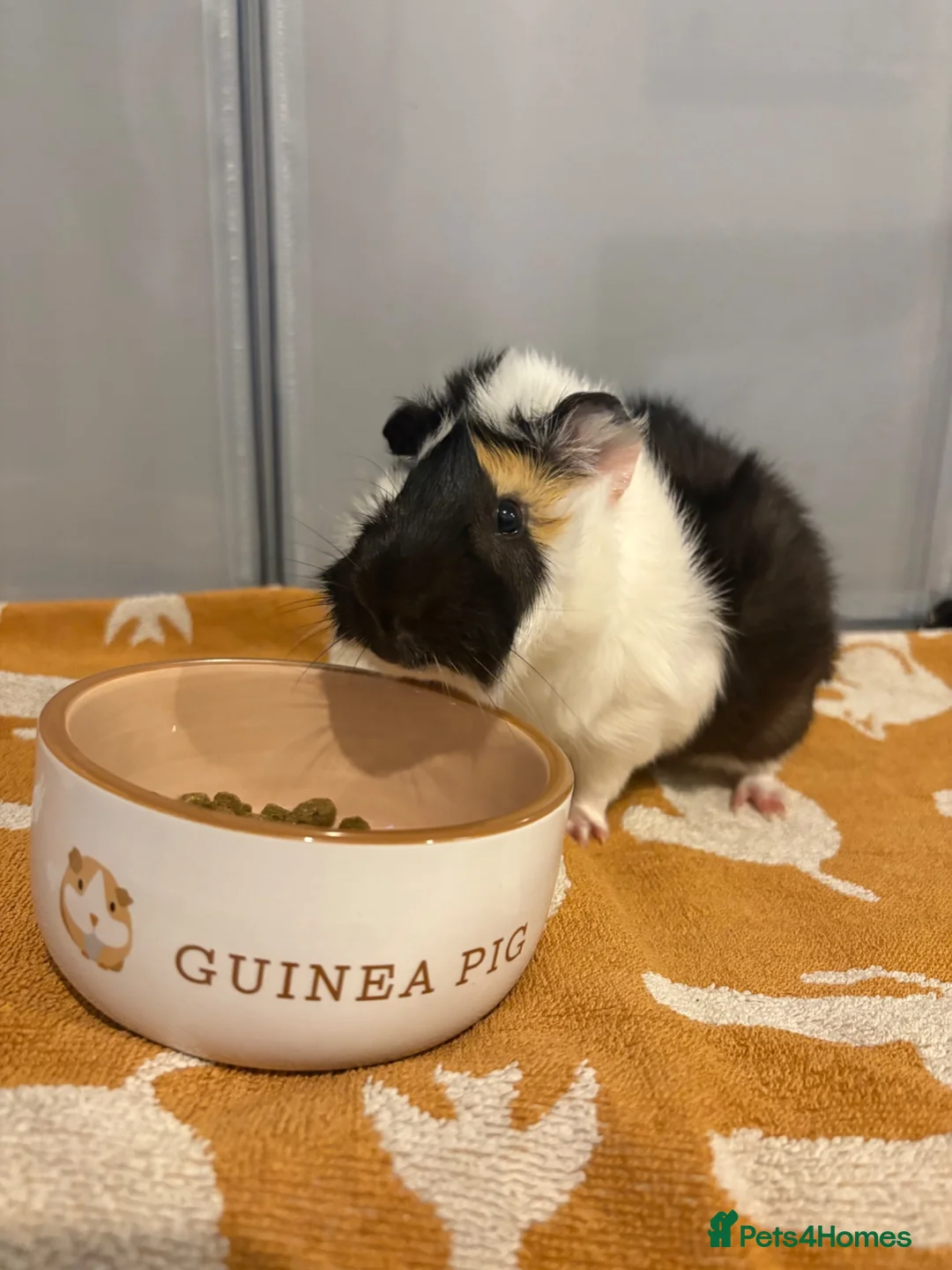 Guinea Pig rodents for sale: Guinea pig  in Bolton - Advert 2