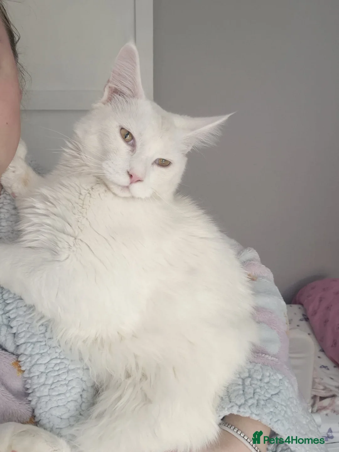 Maine Coon cats for sale: Beautiful male maine coon - Advert 2