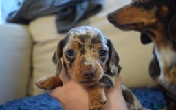 Miniature Dachshund dogs for sale: miniature dachshund puppies ready to reserve 🤍 - Image 19
