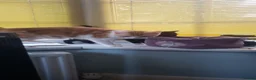 Mixed Breed cats for sale: Domestic Short Hair/Farm Kittens  - Advert 2