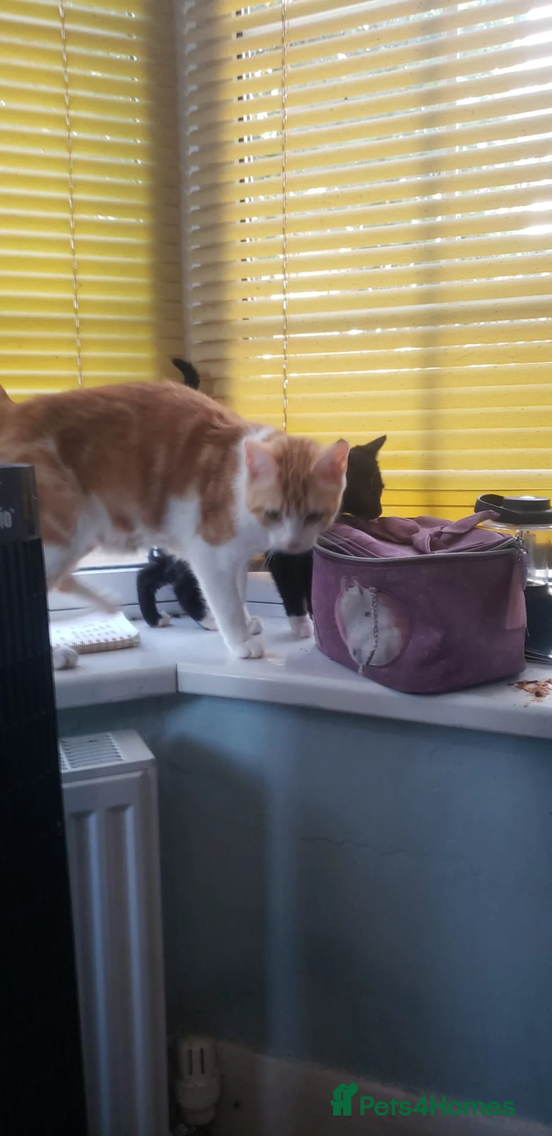 Mixed Breed cats for sale: Domestic Short Hair/Farm Kittens  - Advert 2