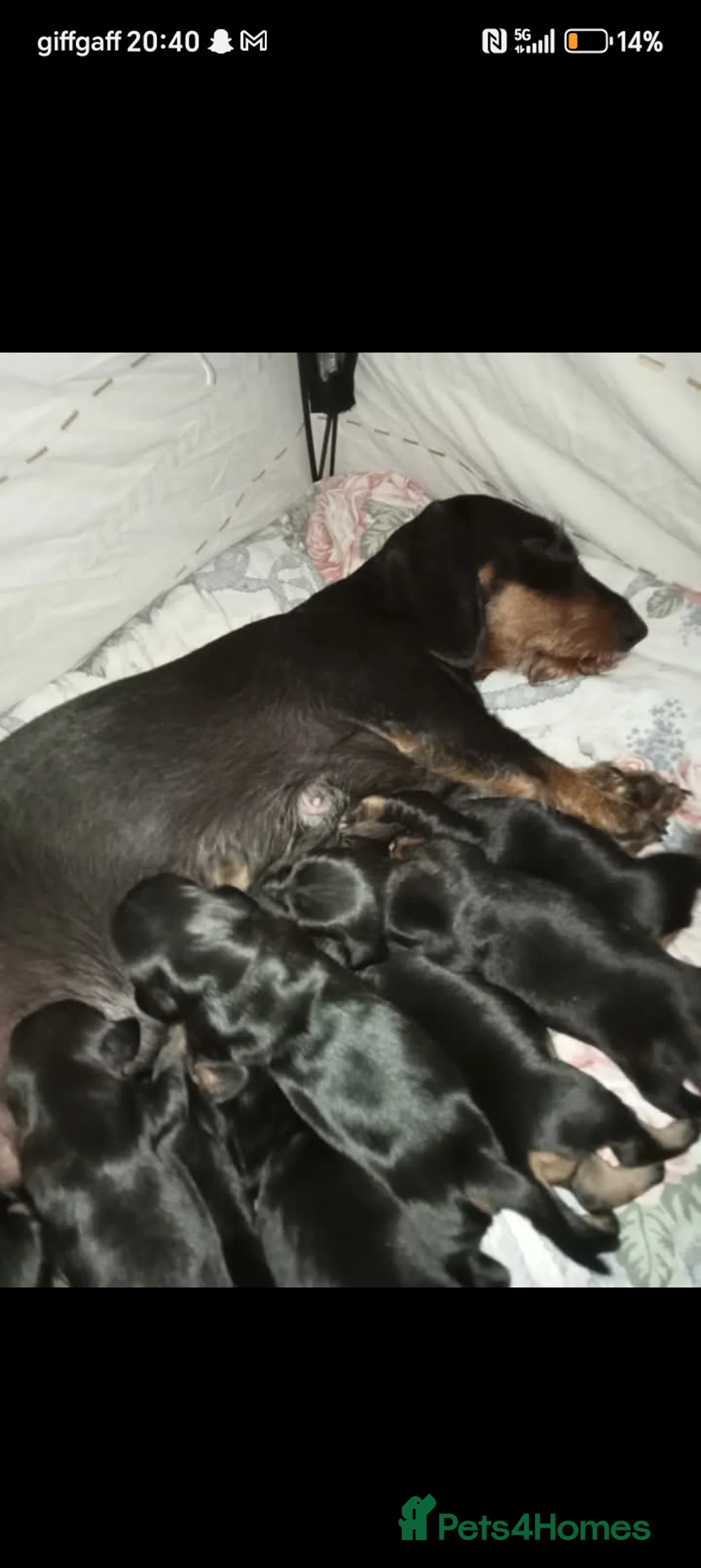 Dachshund dogs for sale: Dachshund Miniature  - Advert 10