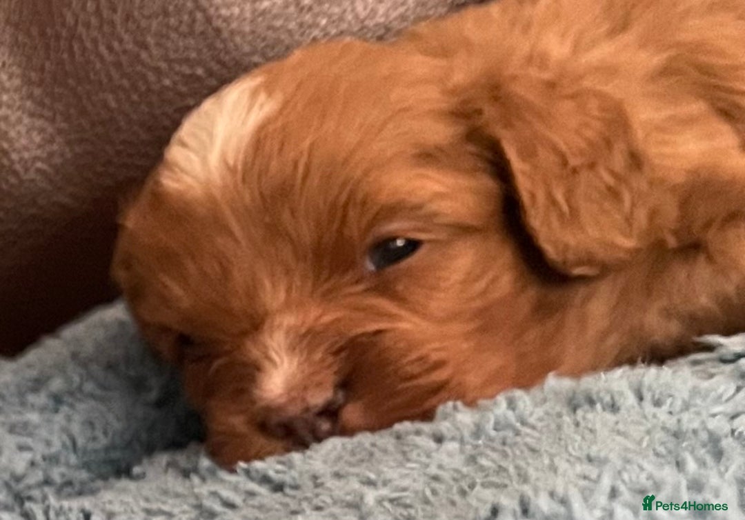 Cavapoo dogs for sale: Cavapoos puppies boys  - Image 5