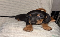 Miniature Dachshund dogs for sale: Smooth coat Minature Dacshund’s  - Image 3
