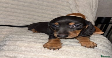 Miniature Dachshund dogs - Advert 1