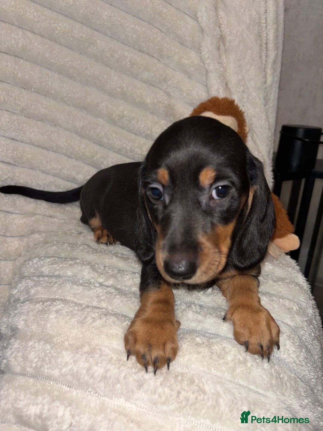 Miniature Dachshund dogs for sale: Smooth coat Minature Dacshund’s  - Image 3